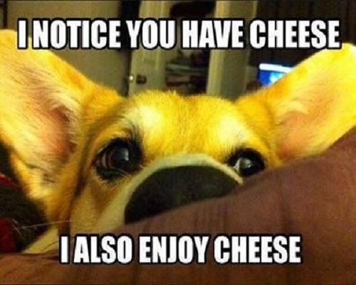 Cheese-Meme.jpg