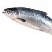 Salmon01